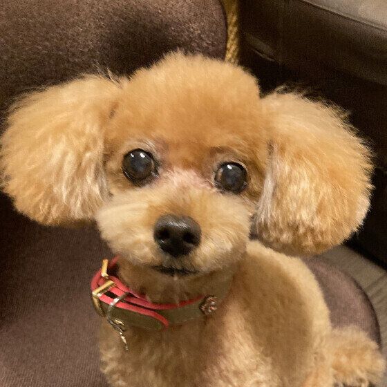 お耳がモフモフのトイ・プードル
