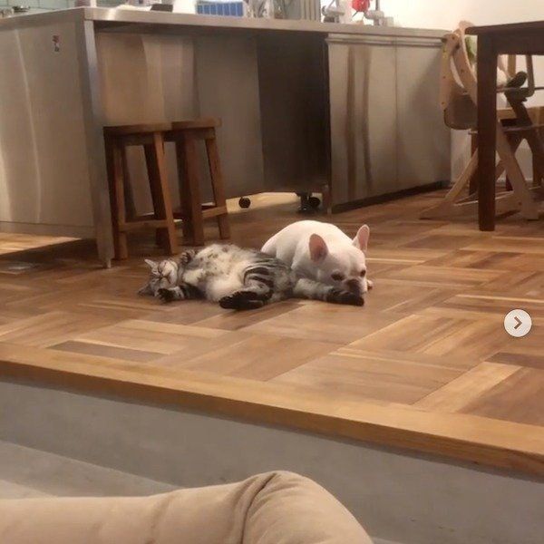 猫のしっぽが顔に当たるフレンチ・ブルドッグ