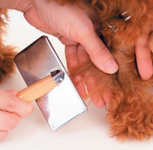 足先ブラッシング中のトイ・プードル