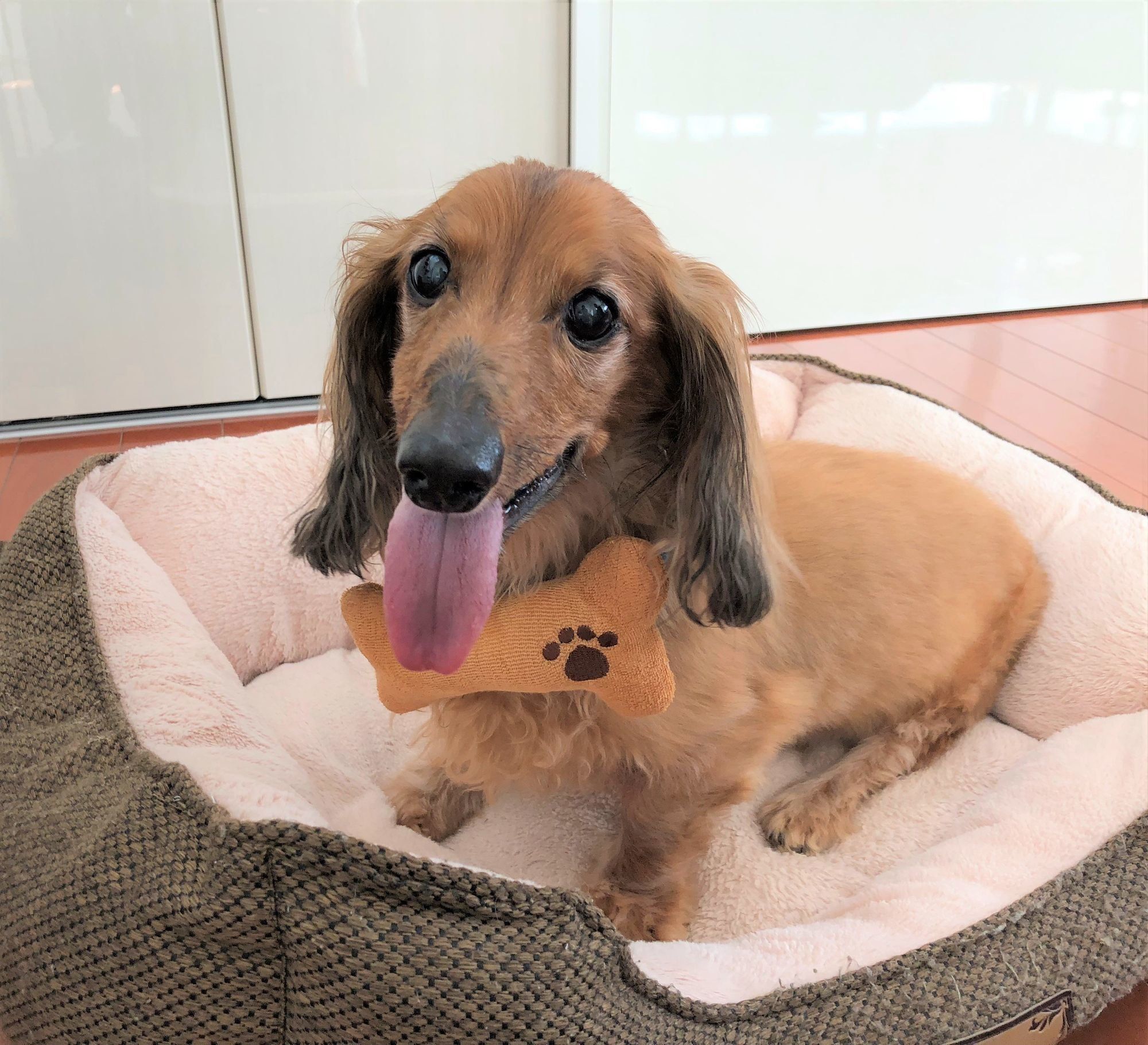 骨型ロープをぶら下げる犬