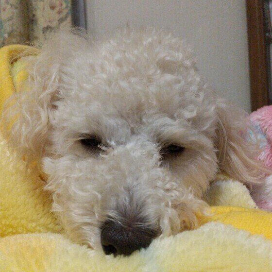 布団にくるまるトイ・プードル