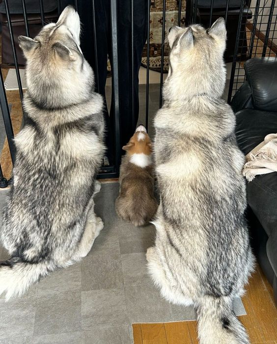 仲良くおやつ待ちをする3頭
