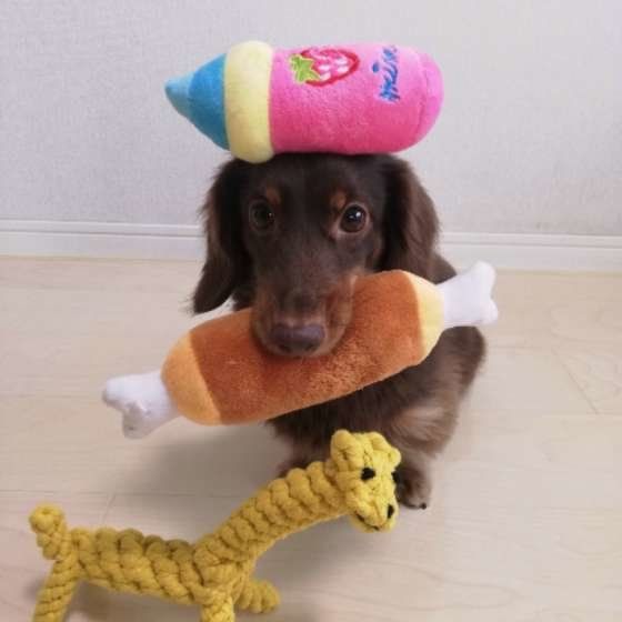 おもちゃをくわえるカニーンヘン・ダックスフンド