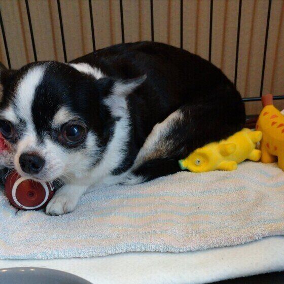 チワワ　つばめちゃん