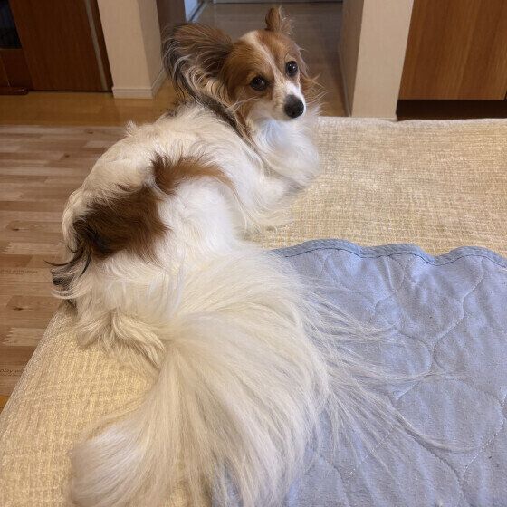 床でくつろぐパピヨン