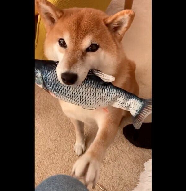 おもちゃをくわえるすずちゃん