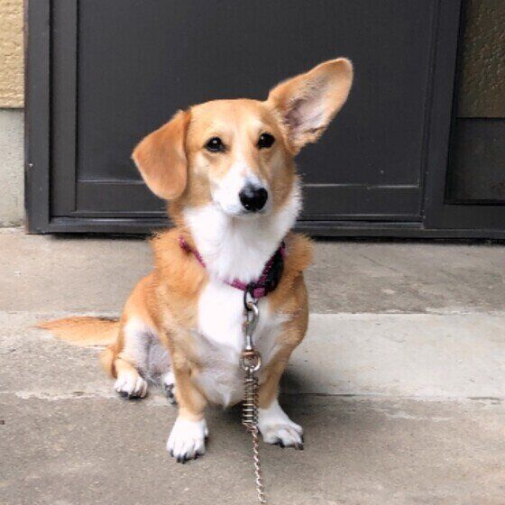 「うちのコは特定の音が大嫌い」犬が嫌がるのはどんな音? いぬのきもち