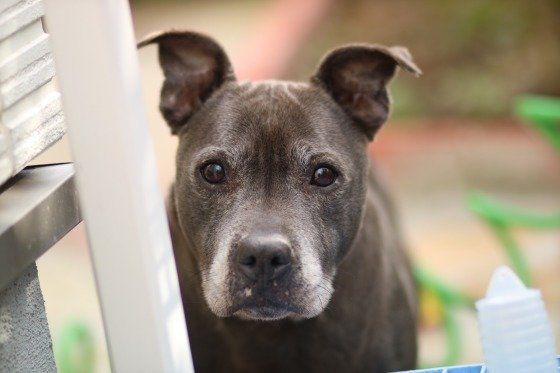 お顔の周りが白くなってきたね。