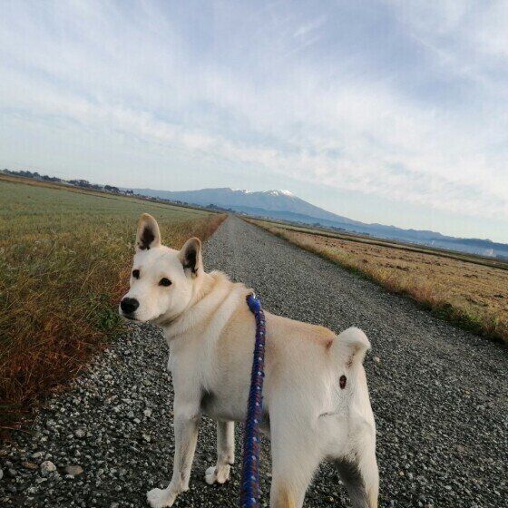 元気にお散歩!