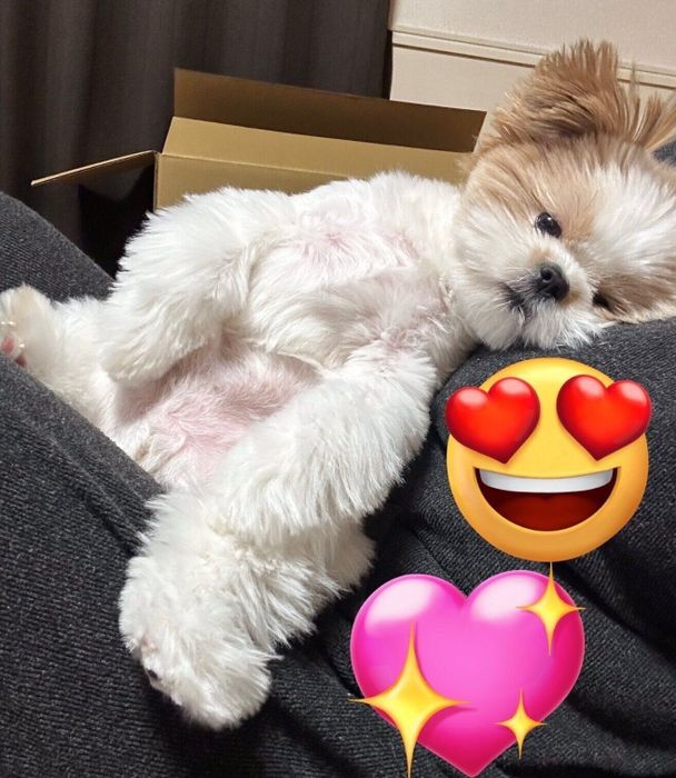 くつろぐ琥珀くん