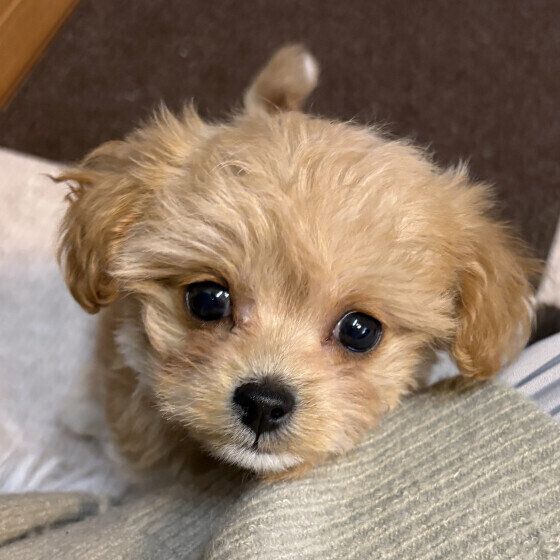 見上げるワンちゃん