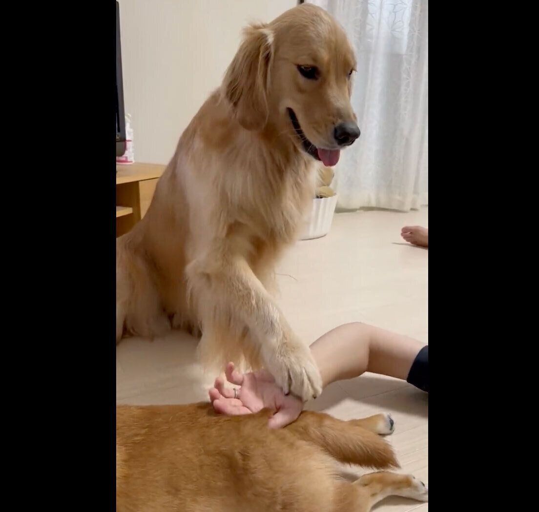 飼い主さんの腕を触るおからちゃん