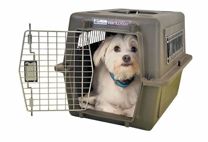 小屋の中に隠れる犬