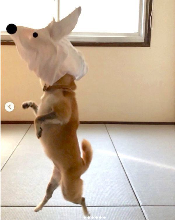 ジャンプする柴犬