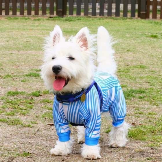 遊ぶウエスト・ハイランド・ホワイト・テリア