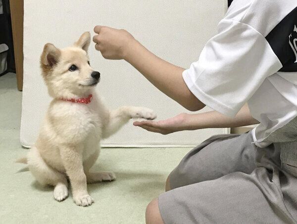 オテをするつるちゃん