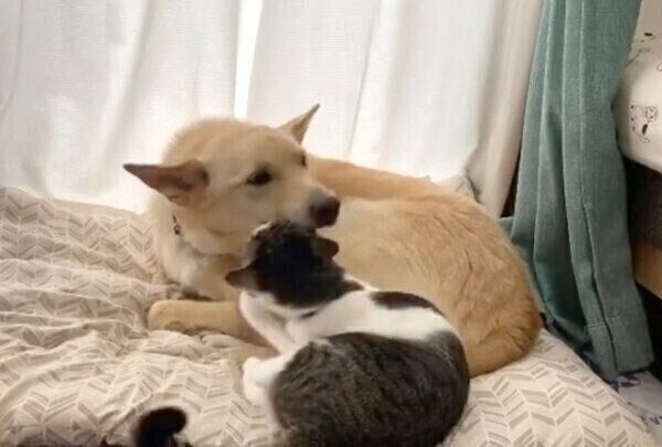 くるりちゃんのことを蹴ってしまうななちゃん