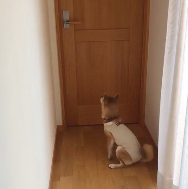 部屋の前で待機する柴犬
