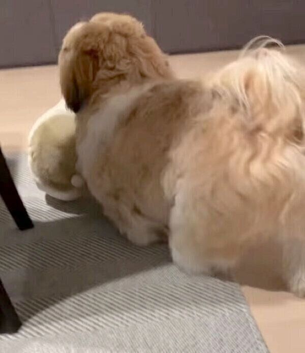 ぬいぐるみをくわえて消えていくほっぷくん