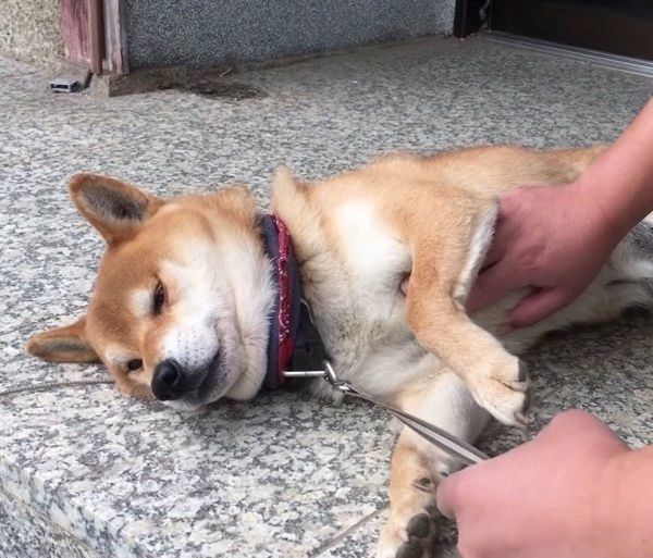 撫でられるのが好きな柴犬
