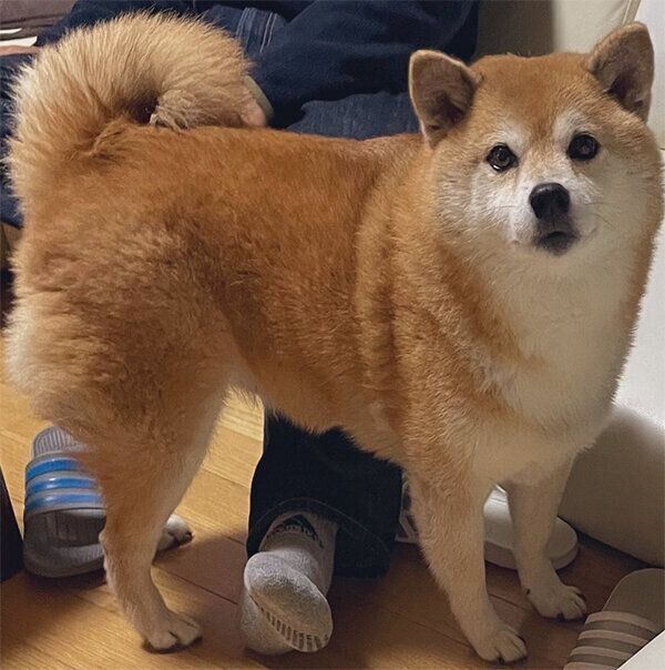 見つめるえまちゃん