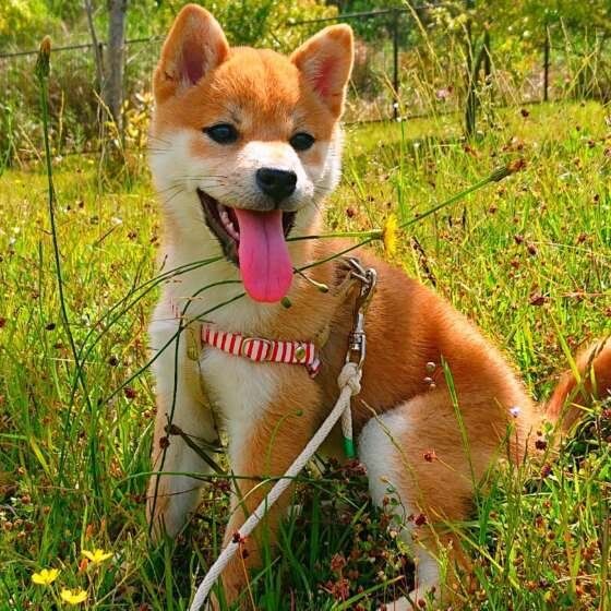 犬にとって身近な猛毒、カエル中毒に注意!