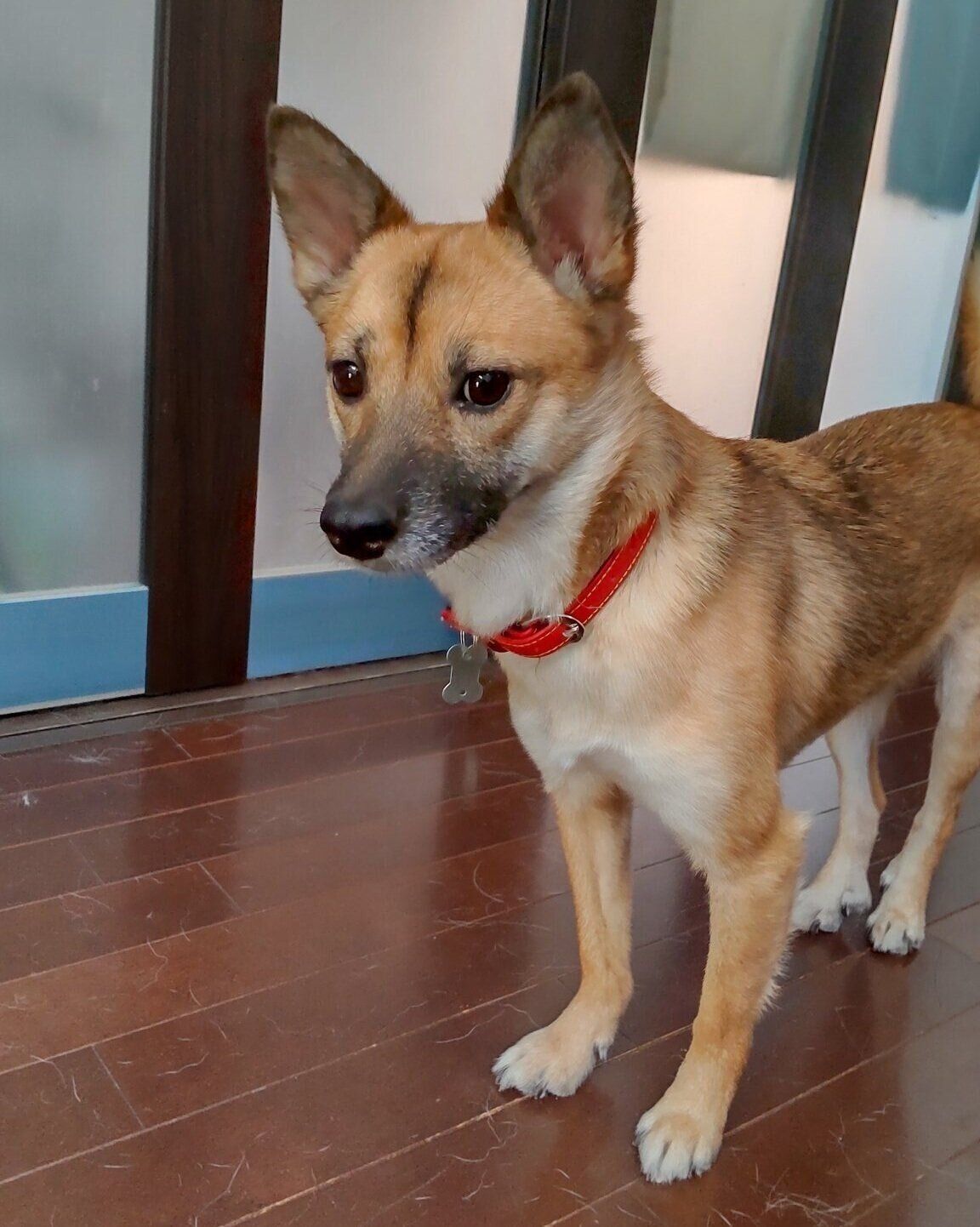 お迎えから2年経った頃のルディちゃん