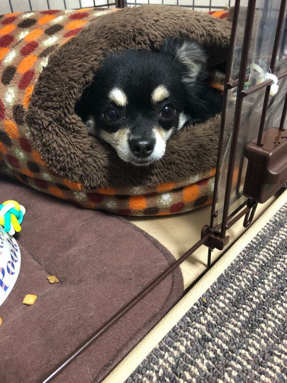 お気に入りのあったかベッド