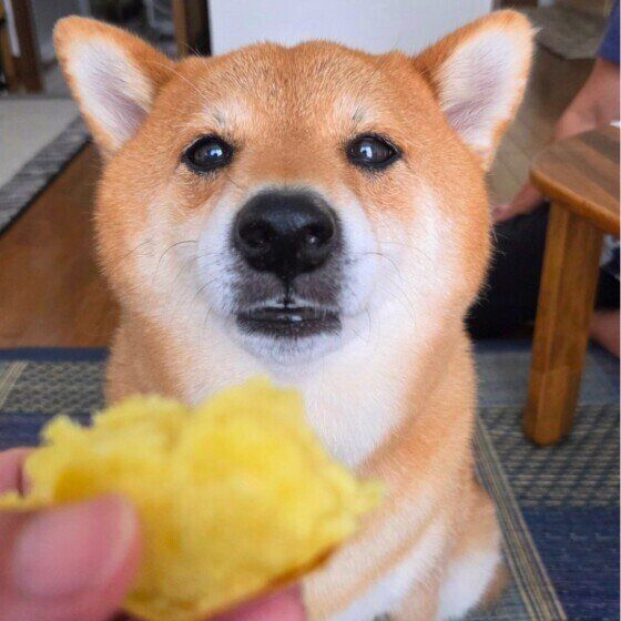 さつまいもと柴犬