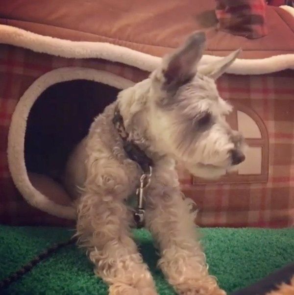 逃げるミニチュア・シュナウザー