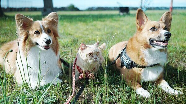 お散歩するちいくん、むうちゃん、ととろちゃん