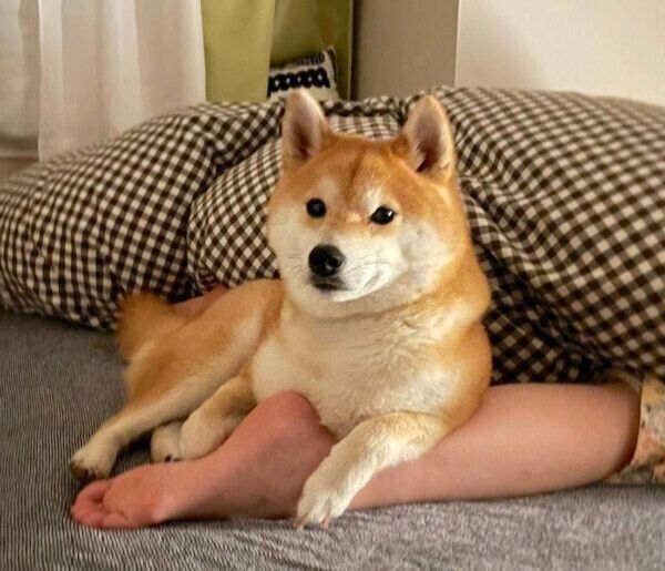 まったりする文太くん