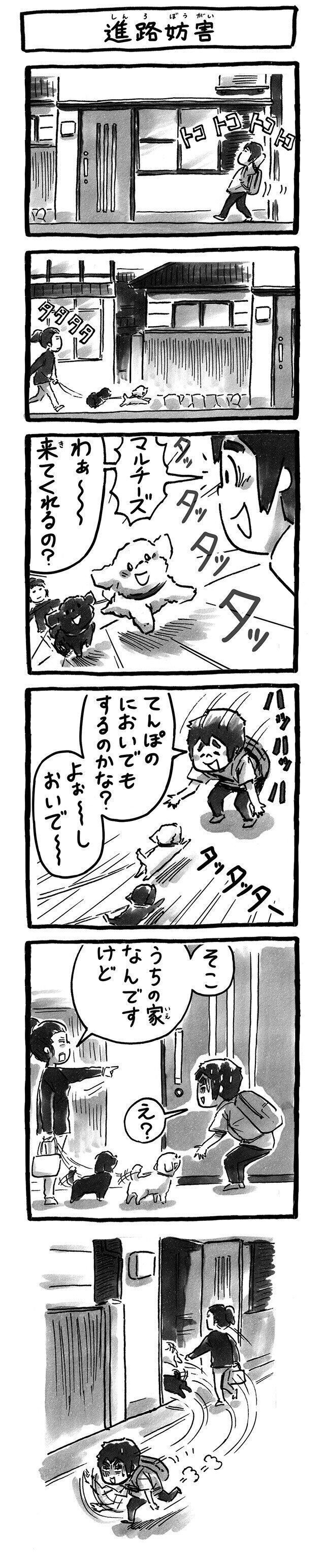 シーズー犬マンガてんぽshihtzu