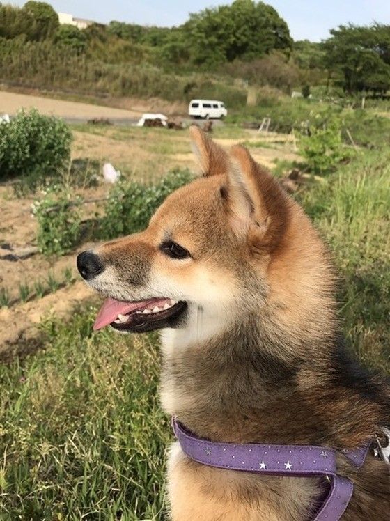 紫色のリードをつけている柴犬