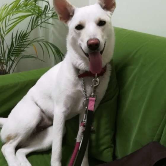 笑顔を見せる犬