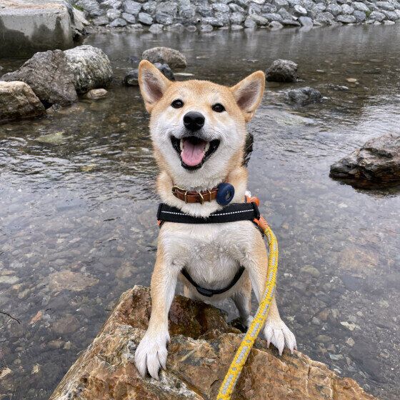 犬の水中毒とは？ 楽しい水遊びで愛犬が低ナトリウム血症を起こさないように注意！ いぬのきもち
