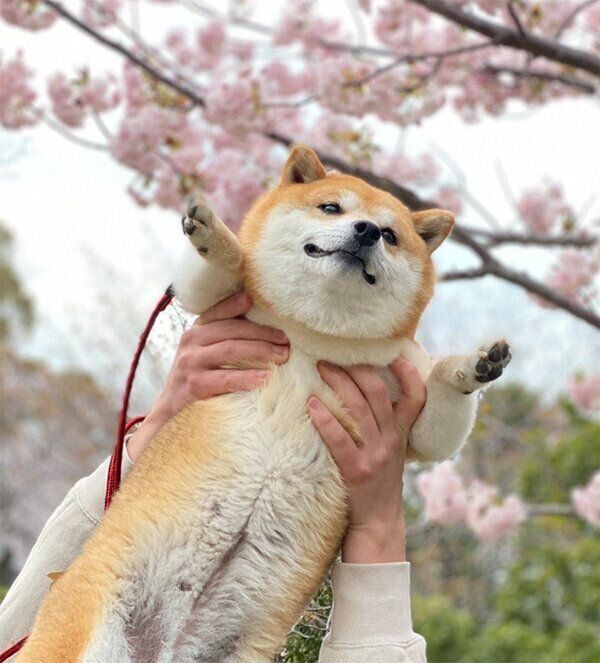 桜の木の下で抱っこしてもらうクリ丸ちゃん