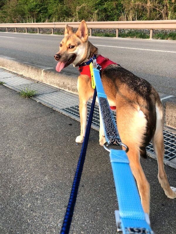 散歩を楽しむあんこちゃん