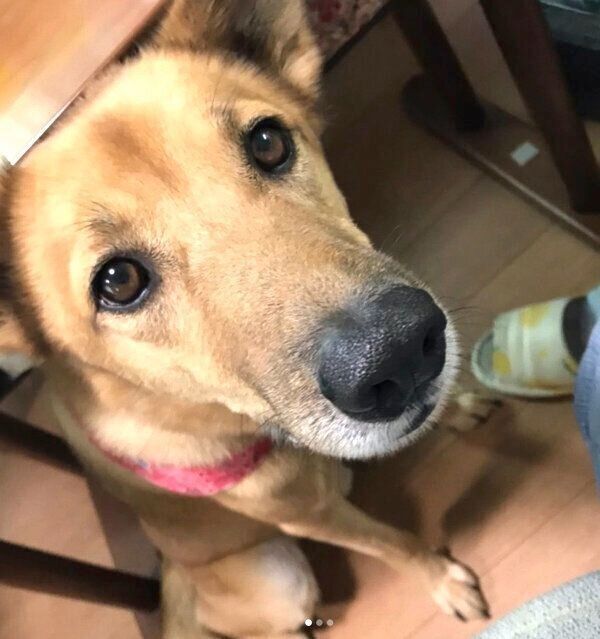 見つめるこたろうくん