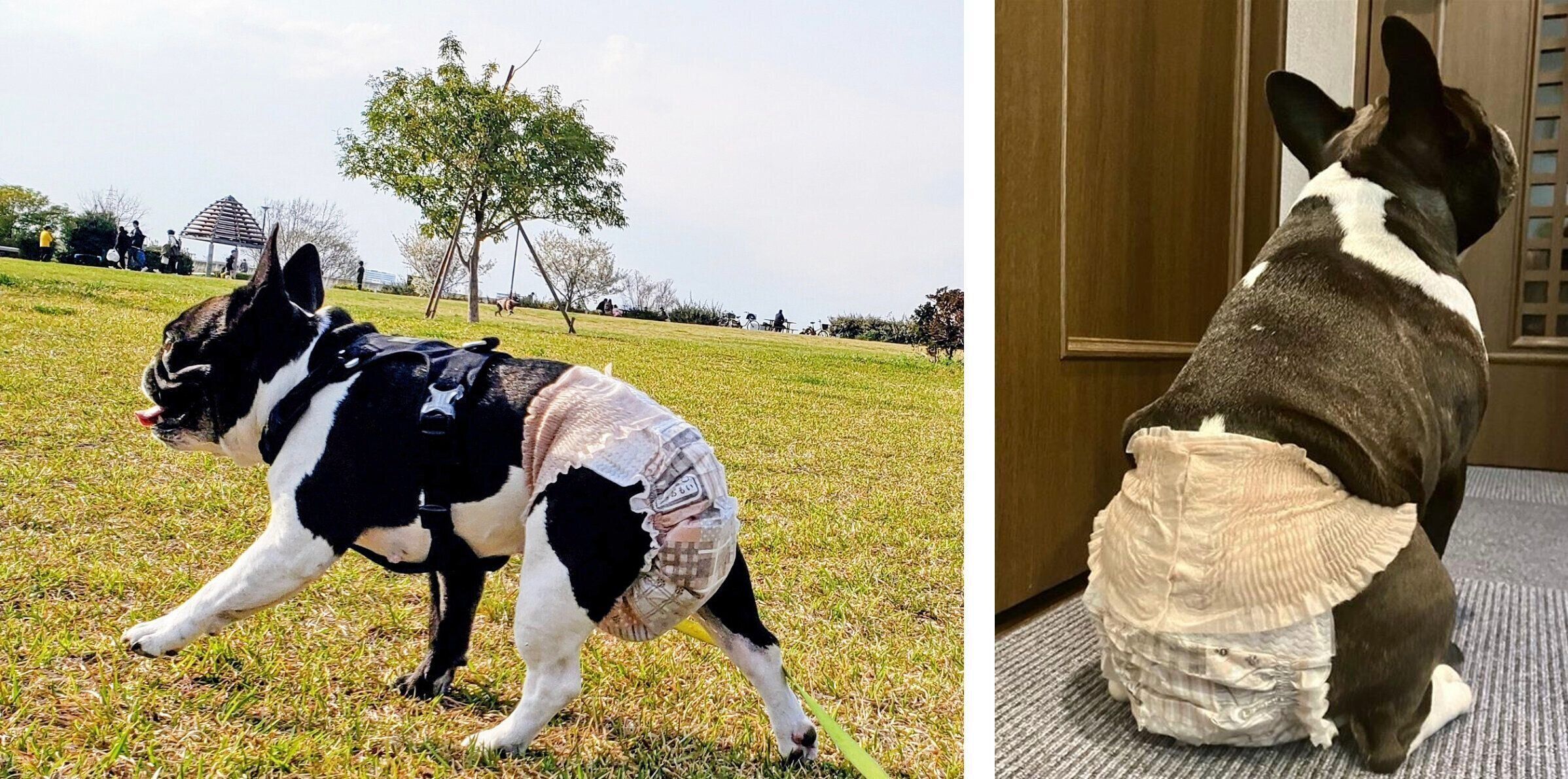 「エリエールPet キミおもい のびのび動けるアクティブウェア」をはいたフレンチ・ブルドッグ