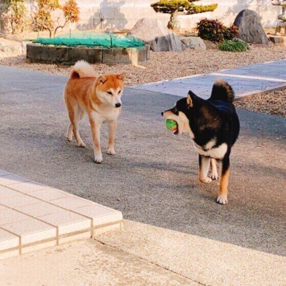 柴犬の陽愛ちゃんと咲ちゃん