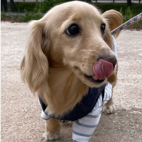 お散歩中のミニチュア・ダックスフンド いぬのきもち