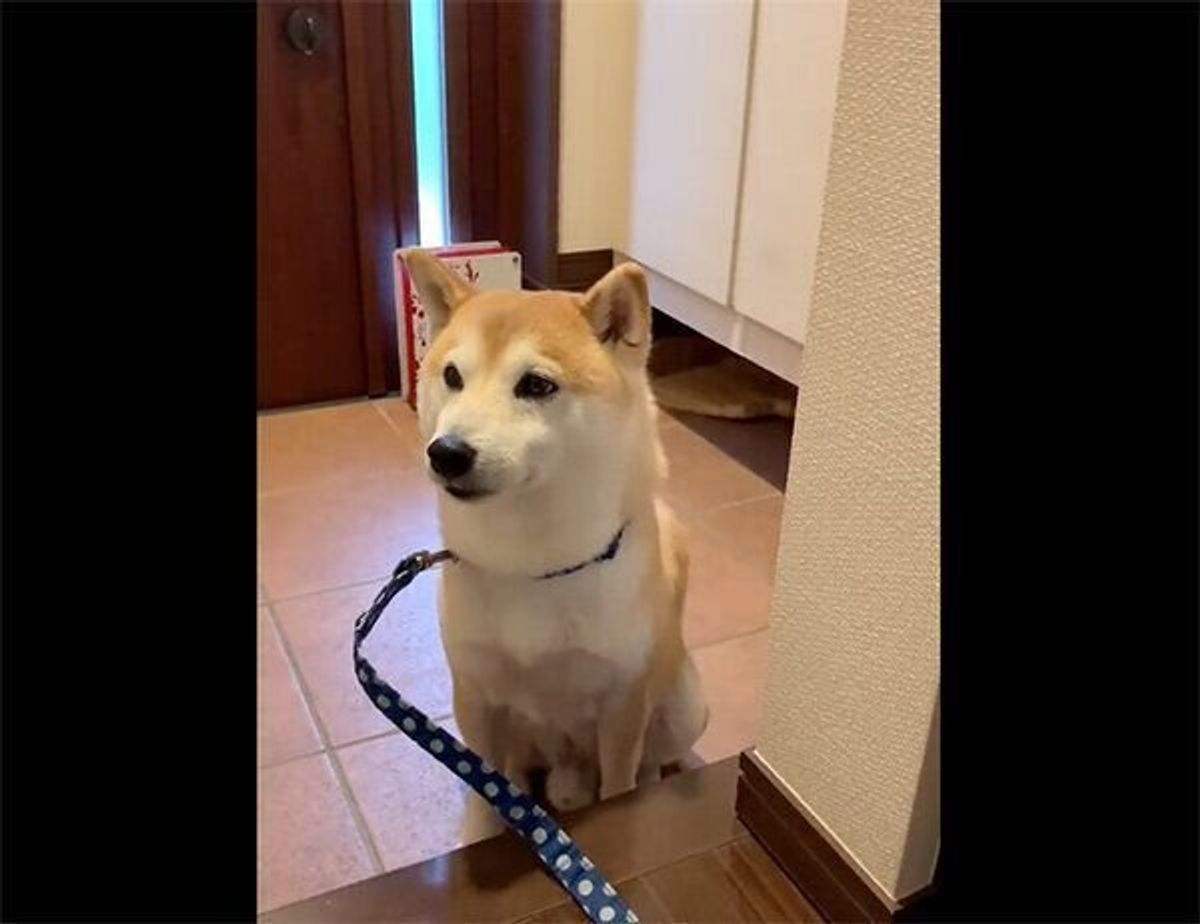 足を拭くまで家の中に入れない と理解してる 散歩後に玄関で待つ犬の行動の理由 獣医師解説 いぬのきもちweb Magazine 足を拭くまで家の中に入れない と理解してる 散歩後に玄関で待つ犬の行動の理由 獣医師解説 いぬのきもちweb Magazine