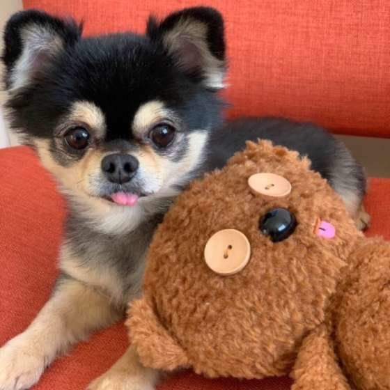 ぬいぐるみと仲良しのチワワ