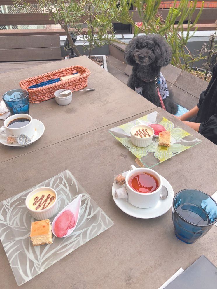 お出かけが大好きなアイちゃんとは、犬用グッズのお店やドッグカフェにもよく行きました。2018年の11才のとき