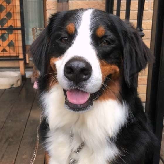 「大型犬との暮らし、大変だけど迎えて良かった！」飼い主達の体験談