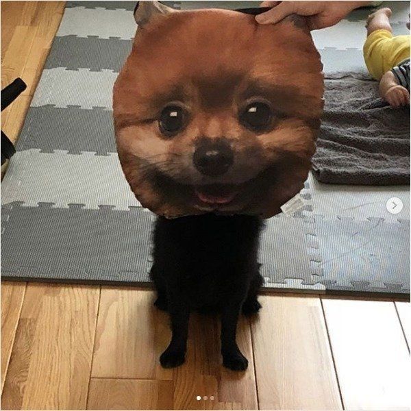 ダイソーのワンコクッション