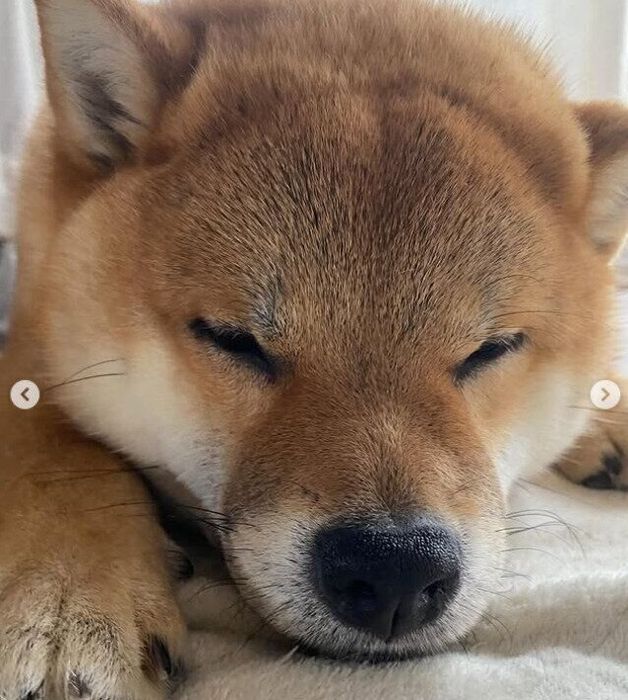 眠っているくま丸くん