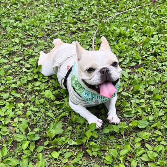 お散歩を楽しむフレブルのうるちゃん