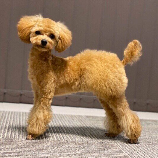 トイ・プードルのモカちゃん